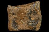 Hadrosaur (Edmontosaurus) Toe Bone - South Dakota #113604-2